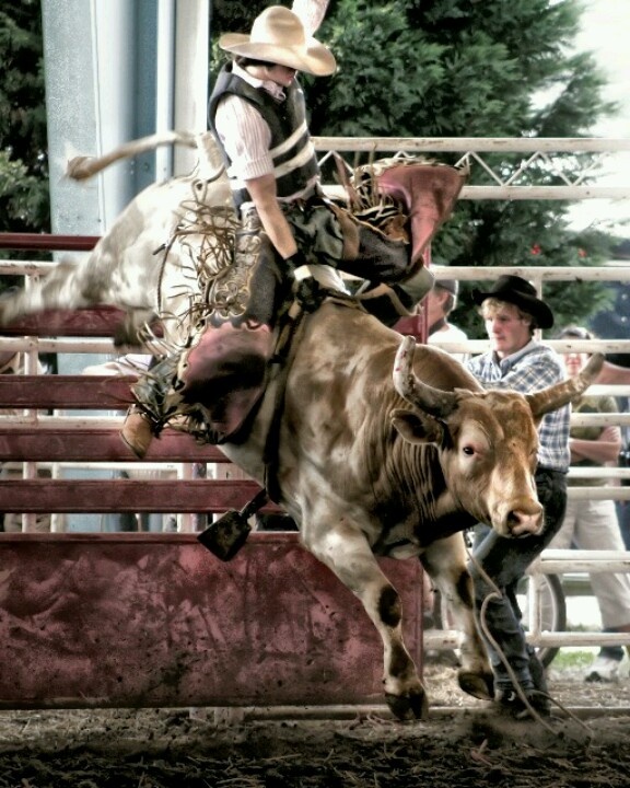 cool bull riding wallpaper